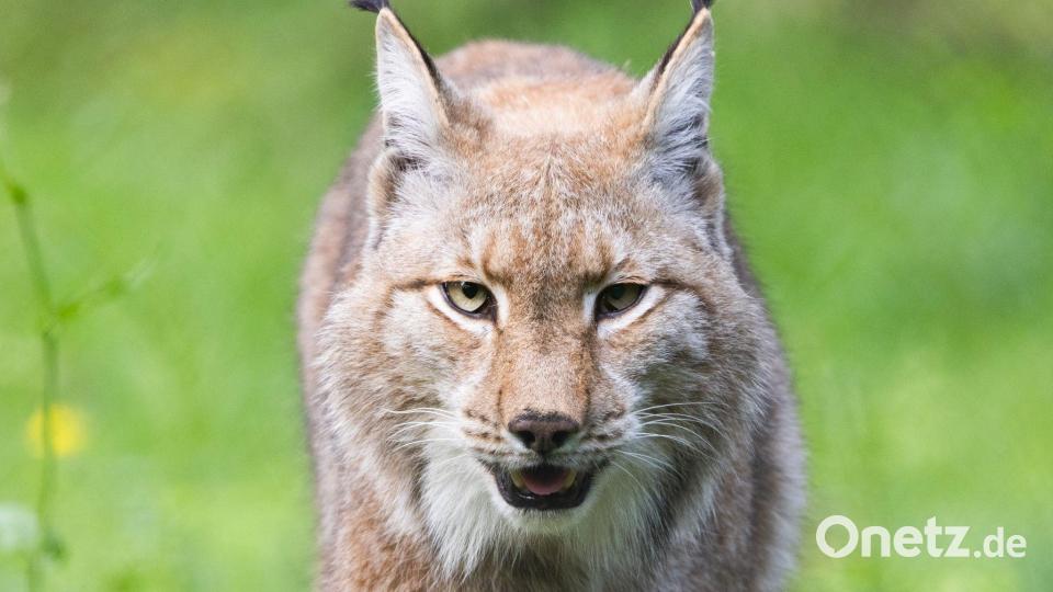 Der Luchs gehört zu den Gewinnern des WWF in diesem Jahr. (Archivbild) Bild: Lando Hass/dpa
