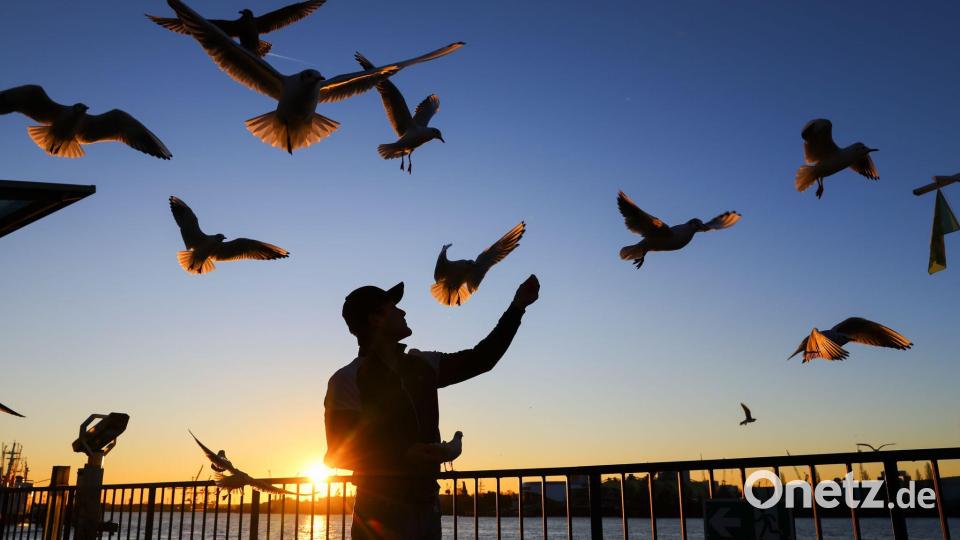 An den Landungsbrücken in Hamburg füttert ein Mann die Möwen. Bild: Christian Charisius/dpa