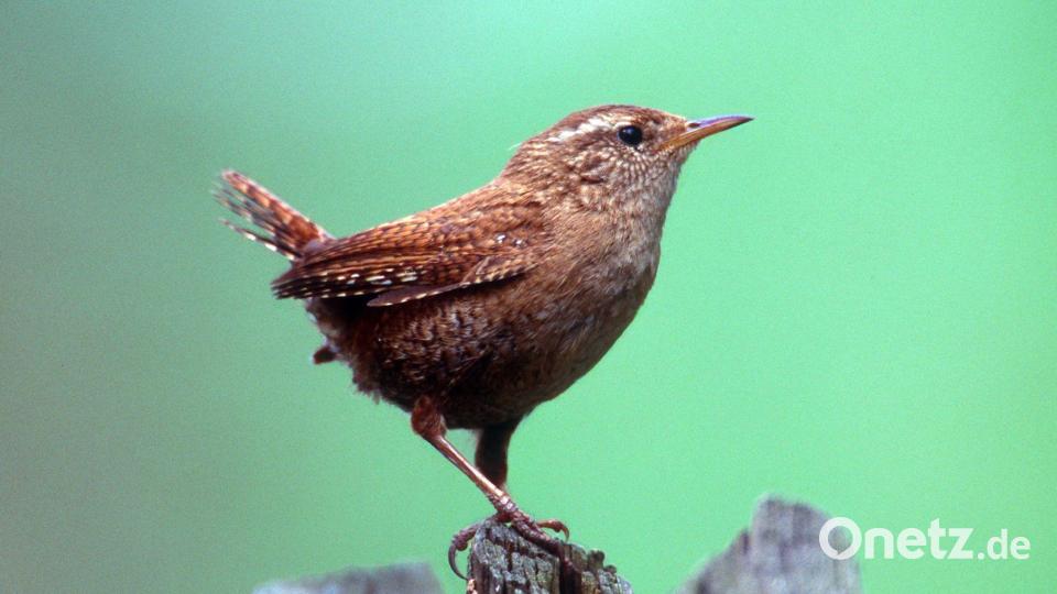 Kritisch wird es vor allem für kleine Tiere schnell. (Archivbild) Bild: -/NABU/dpa