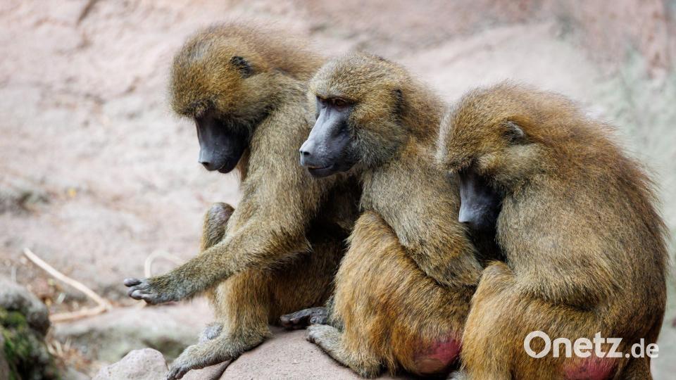Der Tiergarten hatte aus Platzmangel im Juli zwölf gesunde Paviane getötet. Aus Sicht von Tierschutz- und Tierrechtsorganisationen verstößt das gegen das Tierschutzgesetz. (Archivbild) Bild: Daniel Karmann/dpa