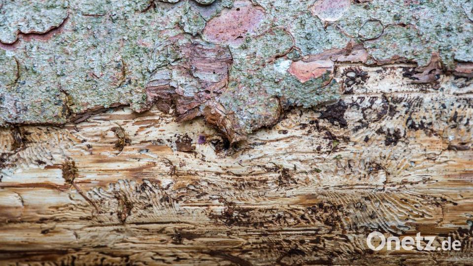 Eine vom Borkenkäfer befallene Fichte liegt auf dem Waldboden. Unter der Rinde kann man das Fraßbild der Buchdrucker-Käferlarven sehen. (Archivbild) Bild: Lino Mirgeler/dpa