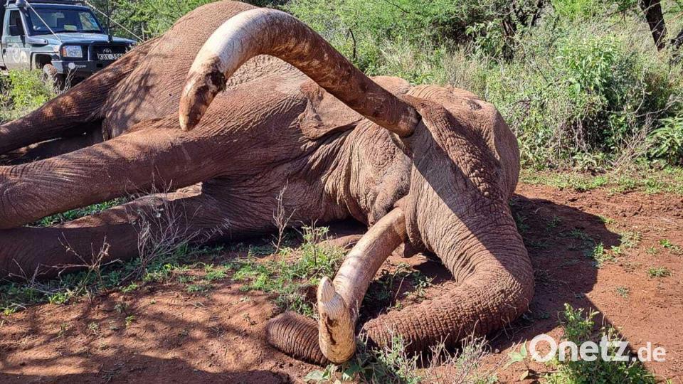 Craig zeugte mehrere Kälber und trug damit zur Weitergabe seltener genetischer Merkmale bei. Bild: -/Kenya Wildlife Service/dpa