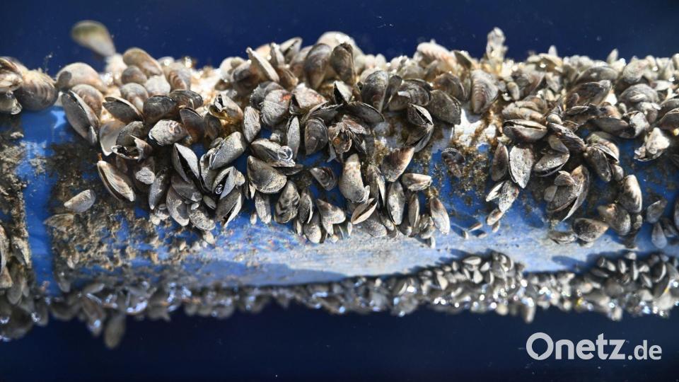 Die kleinen Muscheln sorgen für Ärger im Bodensee. (Archivbild) Bild: Felix Kästle/dpa