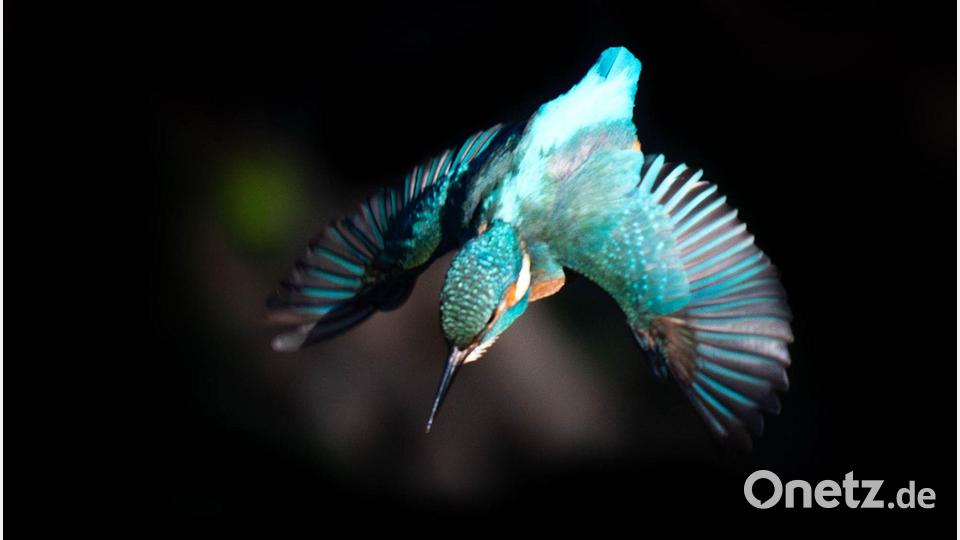 Ein Eisvogel fliegt von einem Ast im Osten Londons. Bild: James Manning/PA Wire/dpa