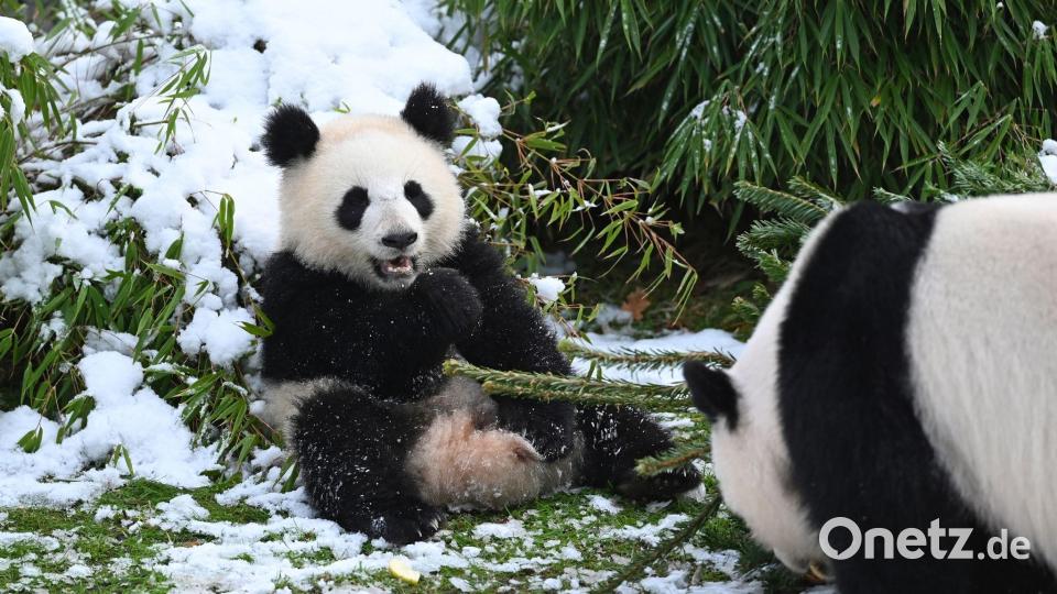 Pandabären spielen mit Tannenbäumen im Zoo. Bild: Elisa Schu/dpa
