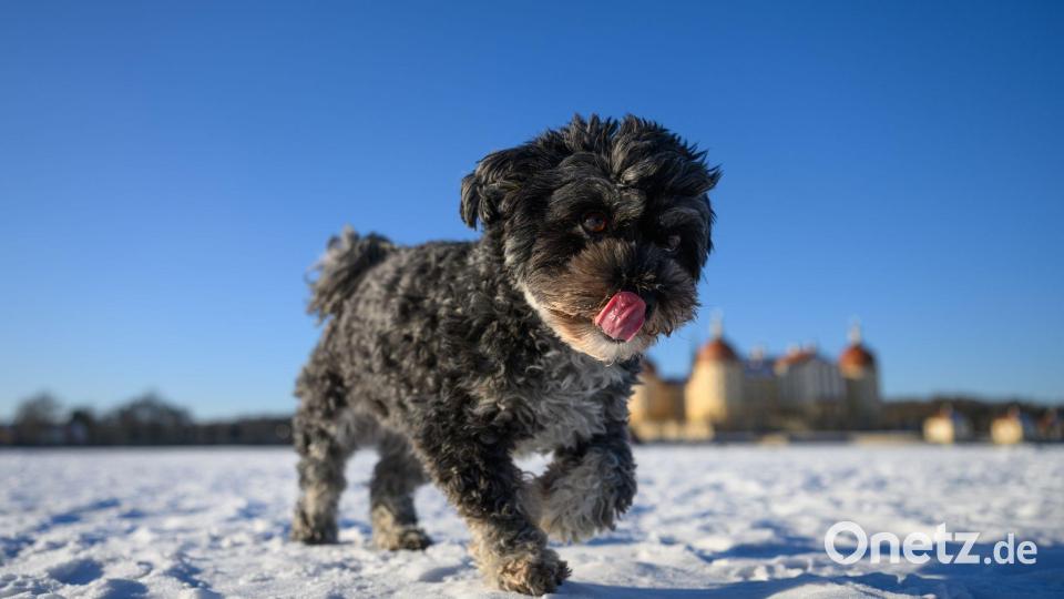 Hündin Rosi rennt über den zugefrorenen Teich von Schloss Moritzburg. Bild: Robert Michael/dpa