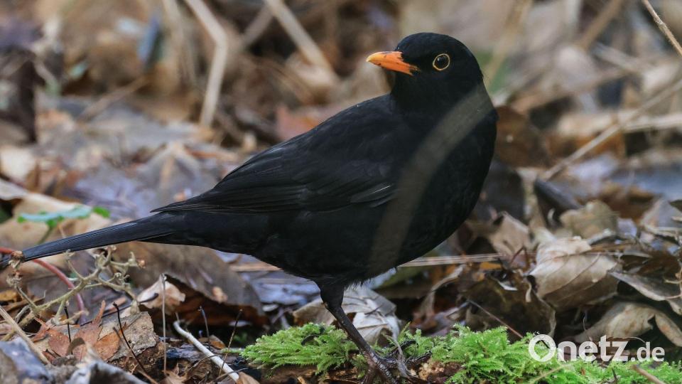Die Amsel ist ein häufiger Gast in Gärten, doch mancherorts zeigt sie sich seltener. (Symbolbild) Bild: Oliver Berg/dpa