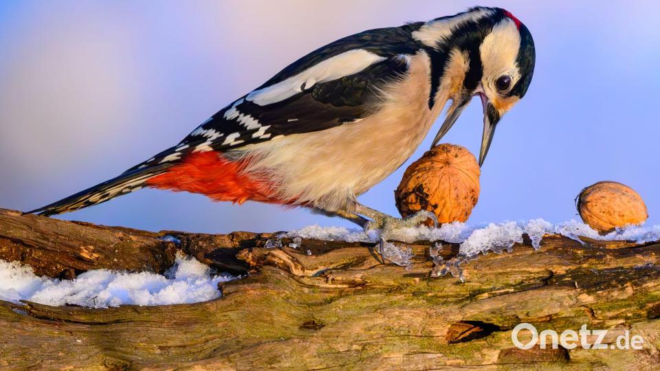 Ein Buntspecht hat in einem Wald in Brandenburg eine Walnuss gefunden. Bild: Patrick Pleul/dpa