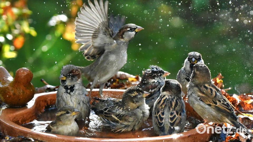 Haussperlinge sind immer in der Gruppe unterwegs und brauchen deshalb Nistplätze und Nahrung für viele Vögel. (Symbolbild) Bild: Waltraud Grubitzsch/dpa
