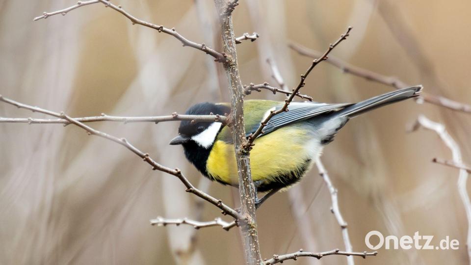 In Gärten und Parks lassen sich im Winter oft Kohlmeisen beobachten. (Symbolbild) Bild: Silas Stein/dpa