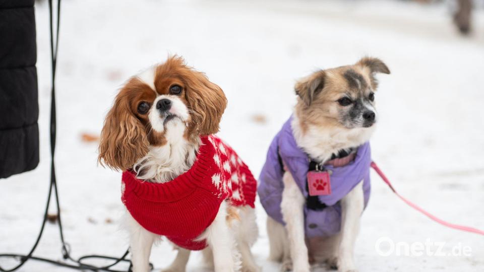 Zwei kleine Hunde mit Jacken sitzen im Schnee in Berlin. Bild: Christophe Gateau/dpa