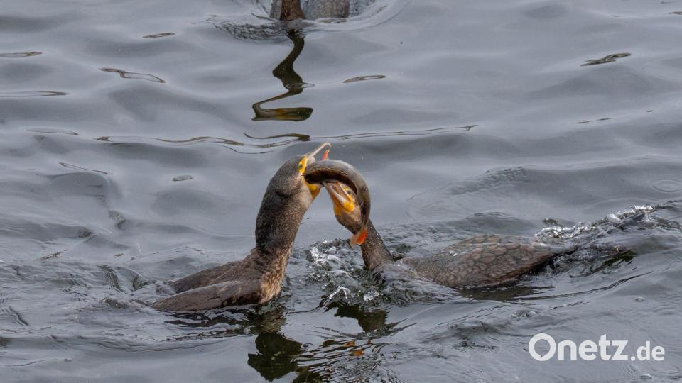 Das ist meiner! Kormorane streiten auf der Havel in Potsdam um einen Fisch. Bild: Georg Moritz/dpa