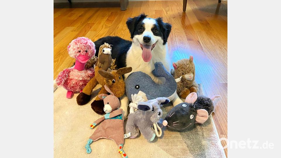 Die sieben Jahre alte American Shepherd-Hündin kannte bereits vor dem Versuch viele Spielzeuge. Bild: Francine Hannan/EurekAlert/dpa
