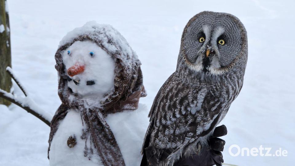 Im Vogelpark in Marlow hat sich der Bartkauz „Emilia“ auf einem Schneemann niedergelassen, den die Tierpfleger für die Vögel gemacht haben. Bild: Bernd Wüstneck/dpa