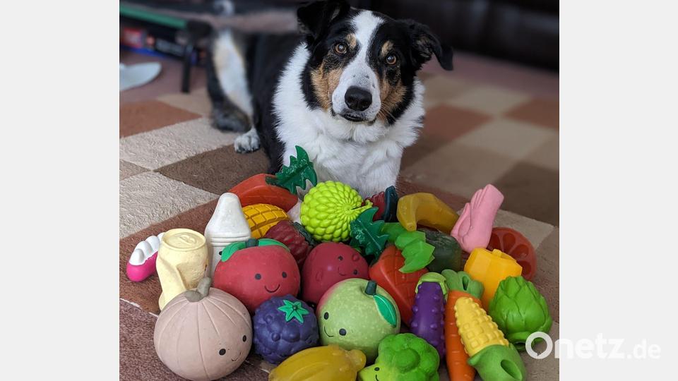 Der elf Jahre alte Border Collie-Rüde Bryn aus Großbritannien kennt die Namen von etwa 100 Spielzeugen. Bild: Helen Morgen/EurekAlert/dpa