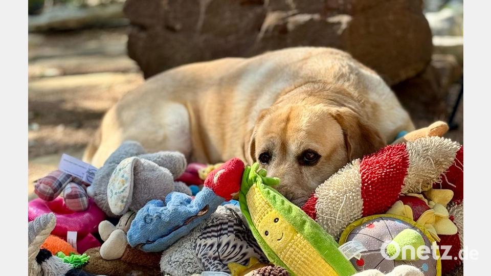 Manche Hunde können aus Gesprächen von Menschen mehr lernen als bisher vermutet. Bild: Don Harvey/EurekAlert/dpa