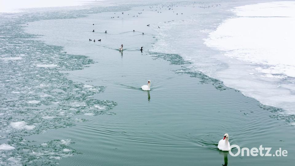 Schwäne als Eisbrecher. Bild: Tamas Vasvari/MTI/AP/dpa