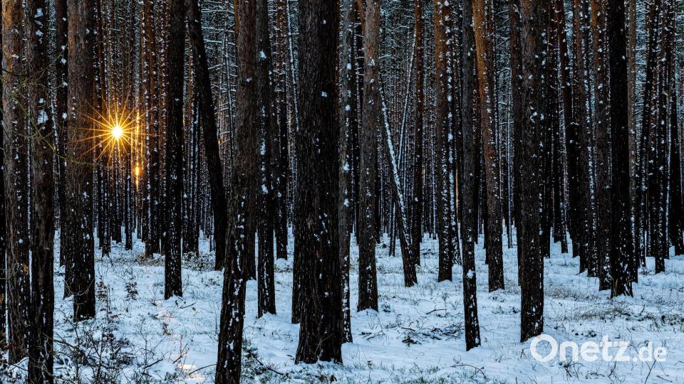 Licht im dunklen Wald. Bild: Frank Hammerschmidt/dpa