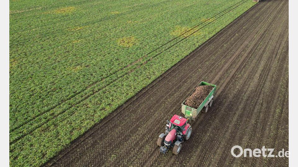 Die Preise für viele Agrarprodukte sind derzeit unter Druck. (Archivbild) Bild: Jan Woitas/dpa