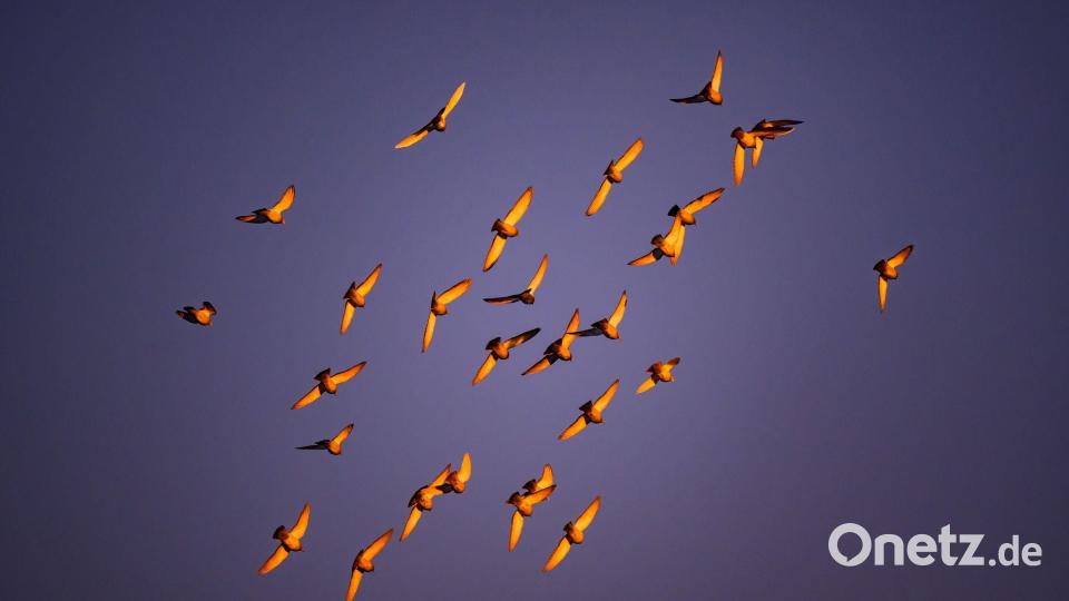 Im Licht der Morgensonne leuchten die Flügel von Tauben, die am Himmel über der Stadt Cottbus fliegen. Bild: Patrick Pleul/dpa