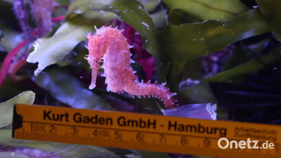 Ein Seepferdchen wird bei einer Bestandskontrolle im Tropen-Aquarium von Hagenbecks Tierpark vermessen. Bild: Georg Wendt/dpa