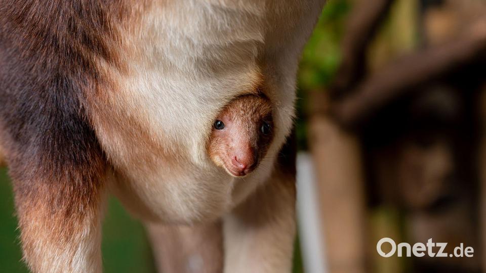 Geboren wurde das Tierchen schon vor einigen Monaten, aus dem Beutel gewagt hat sich das kleine Känguru jedoch erst jetzt. Bild: -/Chester Zoo/dpa
