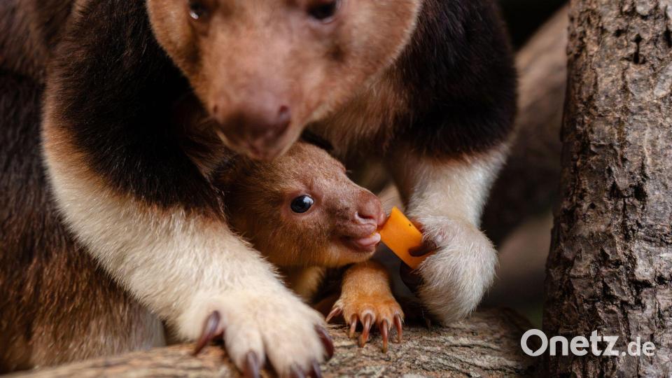 Ein seltenes Baumkänguru-Baby macht gerade seine ersten Erfahrungen mit der Außenwelt. Bild: -/Chester Zoo/dpa