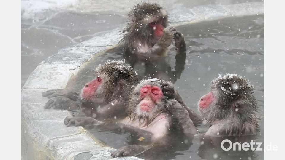Japanische Affen baden in einer Freiluft-Thermalquelle im Tropischen Botanischen Garten von Hakodate. Bild: -/kyodo/dpa