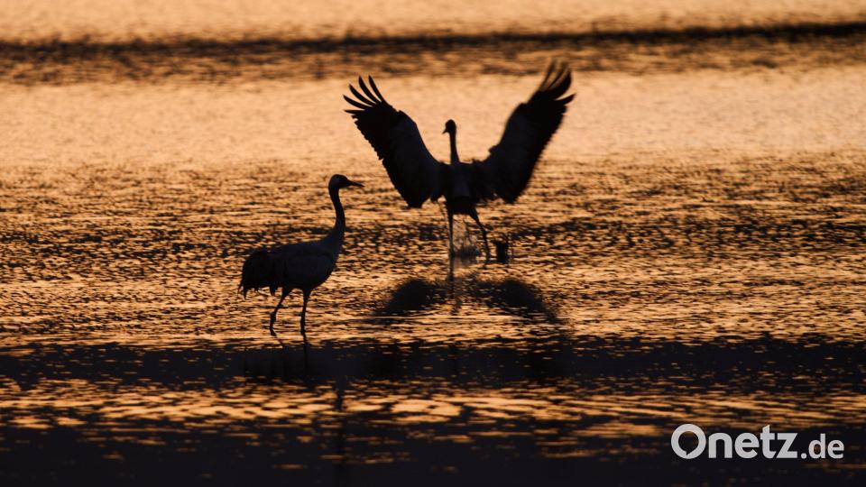 Wandernde Kraniche versammeln sich bei Sonnenaufgang im Naturschutzgebiet am Hula-See, nördlich des Sees Genezareth in Israel. Bild: Ariel Schalit/AP/dpa