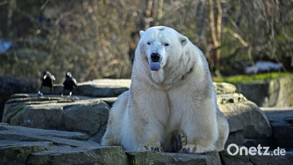 Ein Eisbär sitzt auf einem Felsen. Zum Jahreswechsel hat das Zoo-Team in Hannover den Tierbestand gezählt, gemessen und gewogen. Bild: Shireen Broszies/dpa