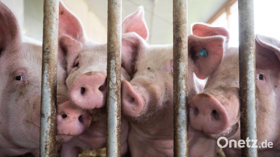 Die Kennzeichnung hat fünf Stufen mit wachsenden Anforderungen im Stall. (Archivbild) Bild: Marijan Murat/dpa