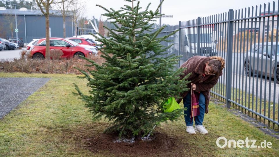 Gemeinsam verwurzelt in der Oberpfalz: Mit Weiden24, Amberg24, Onetz, Oberpfalz Daheim und den Tageszeitungen pflanzt Oberpfalz-Medien einen Baum vor ihrem Druckzentrum. Bild: Franka Eichl