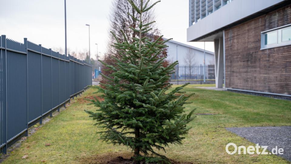 Der Baum vor dem Druckzentrum ist nicht nur Teil einer Social-Media-Kette, sondern ein dauerhaft sichtbares Zeichen für Engagement vor Ort. Bild: Franka Eichl