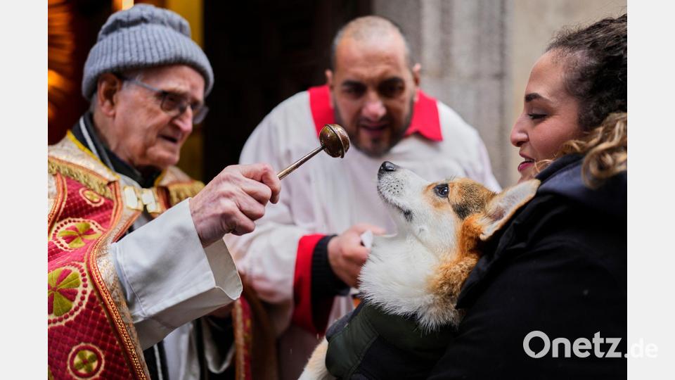 Vor allem Hunde und Katzen werden von ihren Haltern zur Segnung vor der Kirche San Antón in Madrid gebracht. Bild: Manu Fernandez/AP/dpa