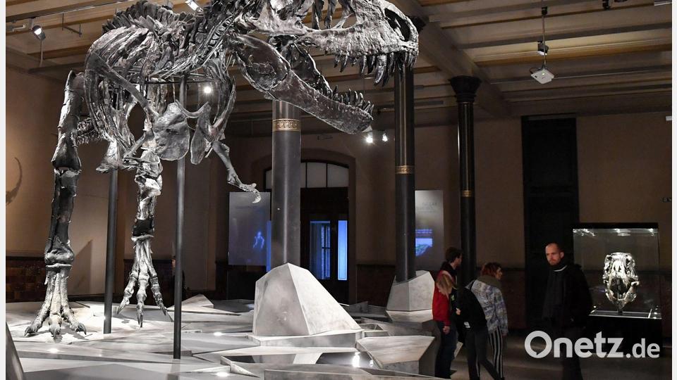 Einen Großteil seines Lebens verbrachte der T. rex wohl damit, mit kleineren Raubtieren um Nahrung zu konkurrieren. Bild: Jens Kalaene/dpa-Zentralbild/dpa