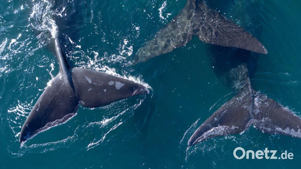 Die Hohe See umfasst etwa 40 Prozent der Erdoberfläche. (Archivbild) Bild: Maxi Jonas/dpa