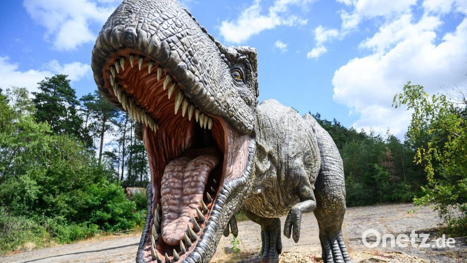 Ungefähr 15 bis 20 Jahre dauert es, bis ein Mensch ausgewachsen ist - beim gigantischen Tyrannosaurus rex waren es wohl zwei Jahrzehnte mehr. Bild: Christophe Gateau/dpa