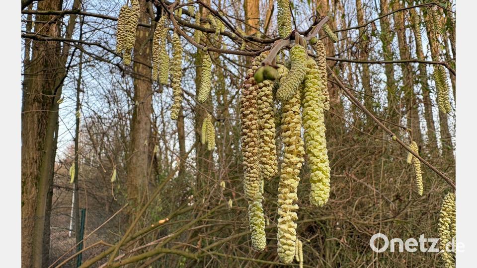 Für Allergiker geht die Belastung durch Haselpollen jetzt im Januar richtig los. Bild: Marc Herwig/dpa