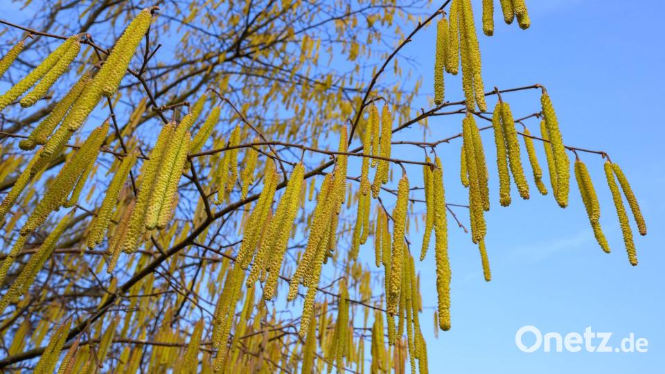 Pollen sind die häufigsten Auslöser allergischer Atemwegserkrankungen. Bild: Patrick Pleul/dpa