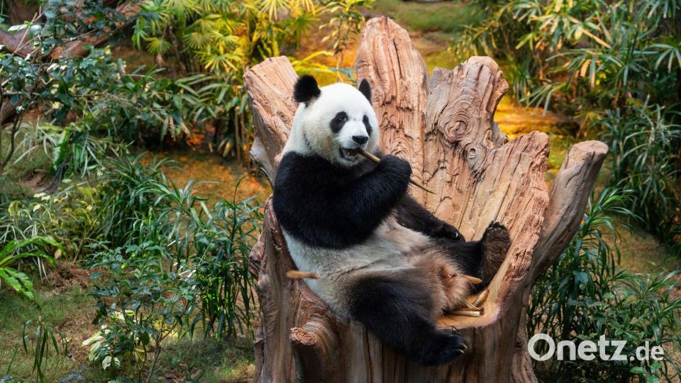 Riesenpandas sind eine Seltenheit. Bald könnten zwei in München zu sehen sein. Bild: Chan Long Hei/AP/dpa