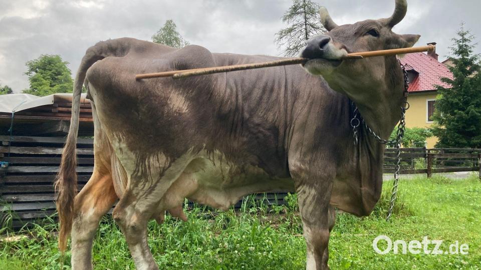 Für das Forschungsteam ist es der erste wissenschaftliche Nachweis einer solchen Art von Werkzeugnutzung. Bild: Antonio Osuna Mascaró/Veterinärmedizinische Universität Wien/dpa