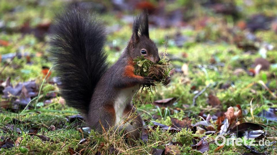 Im Süden und im Osten des Freistaates finden sich mehrheitlich Eichhörnchen mit dunklem Fell. (Archivbild) Bild: Karl-Josef Hildenbrand/dpa