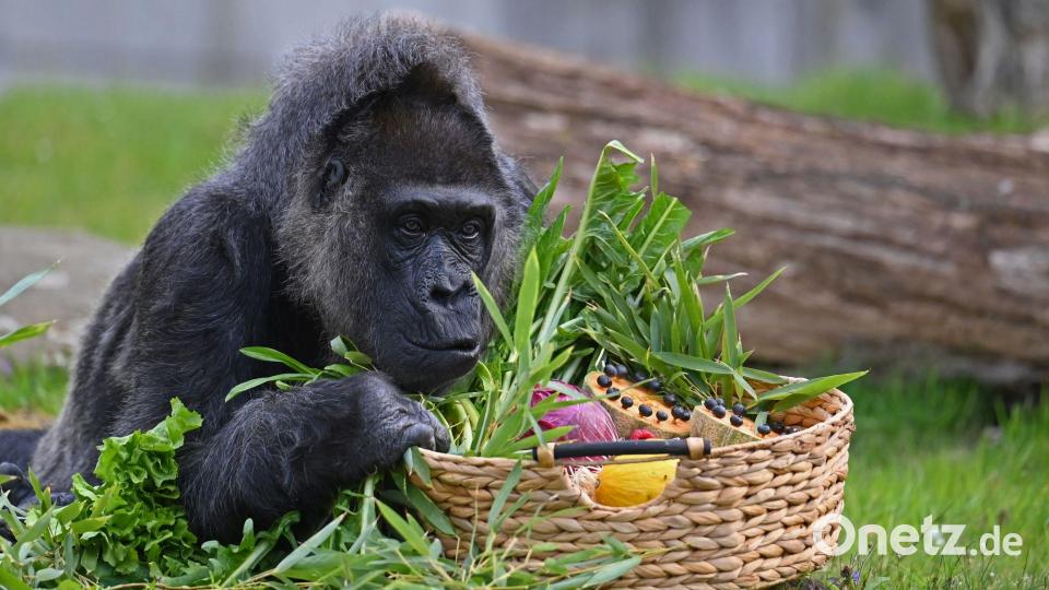 Gorillas zählen zu den Arten, deren Erhalt hohe Priorität hat. Bild: Lilli Förter/dpa