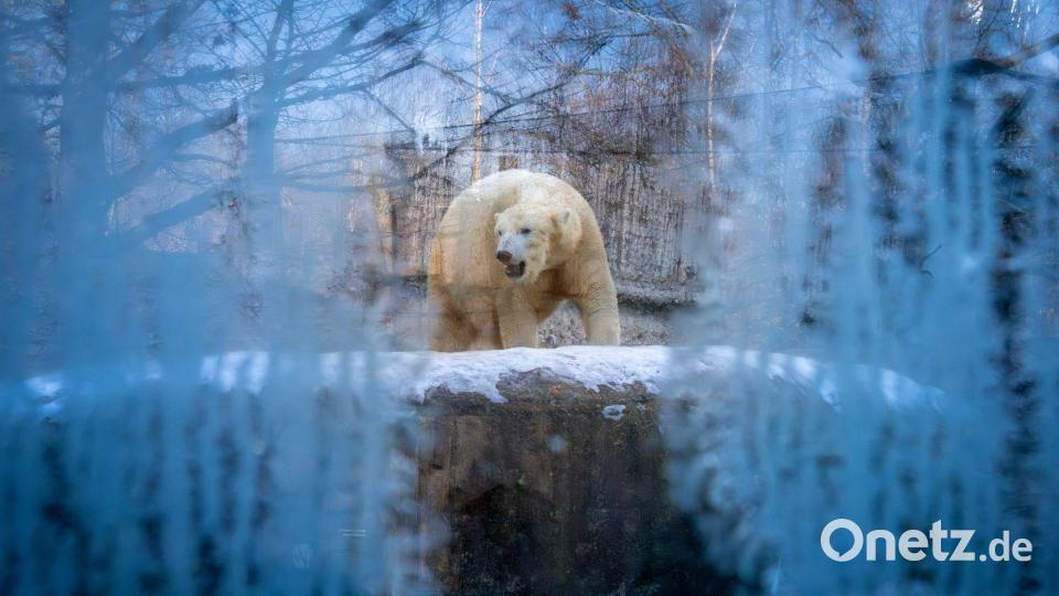Ein Eisbär läuft bei winterlichen Temperaturen durch sein Gehege im Tierpark Hellabrunn in München. Bild: Peter Kneffel/dpa