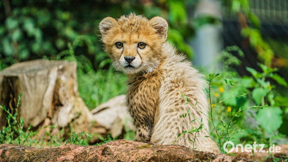 Junge Tiere gibt es in Zoos anteilig immer seltener. Bild: Andreas Arnold/dpa