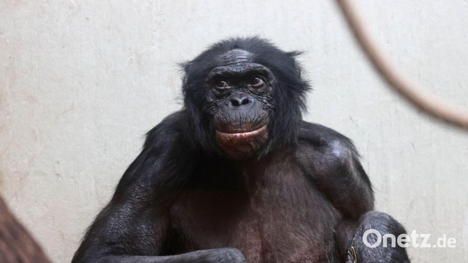 Viele Tiere werden im Zoo deutlich älter als im Mittel in der Wildbahn. Bild: Claudia Philipp/Zoo Wuppertal/dpa