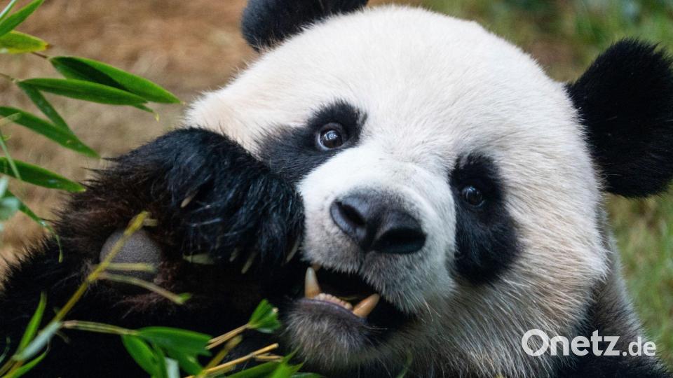 Riesenpandas locken in Zoos viele Besucher an, auch weil sie als besonders niedlich gelten. (Archivbild) Bild: Chan Long Hei/AP/dpa