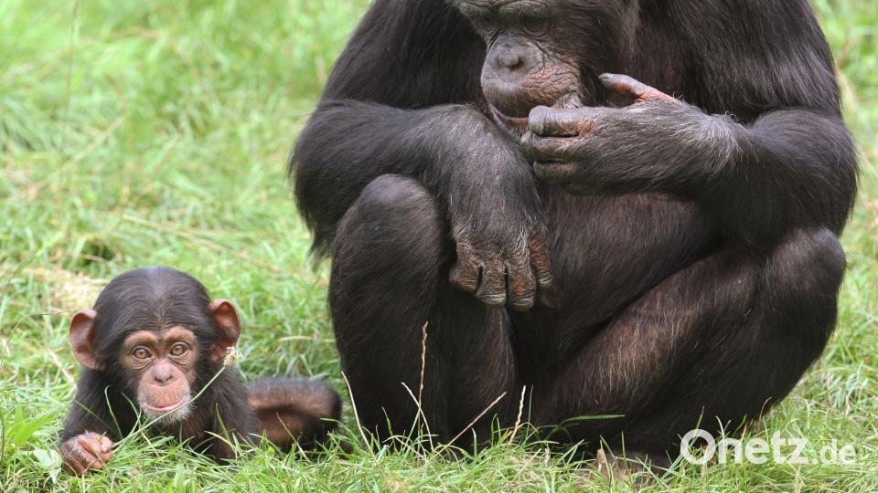 Jungtiere sind süß und Publikumsmagneten - doch wohin mit ihnen, wenn sie größer werden? Bild: Holger Hollemann/dpa
