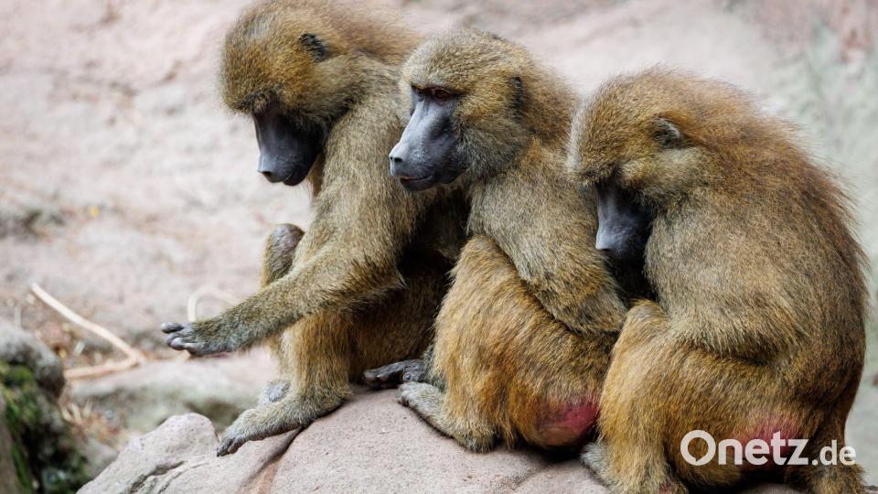 Die Tötung einiger Paviane im Tiergarten Nürnberg sorgte für viel Aufsehen. Bild: Daniel Karmann/dpa