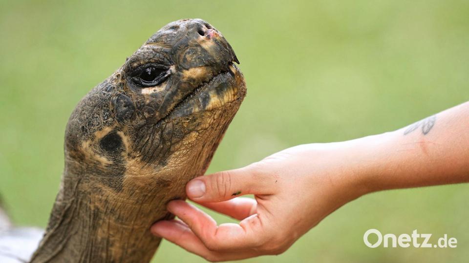 Galapagos-Schildkröte Mommy wurde mit fast 100 Jahren noch Mama. Bild: Matt Rourke/AP/dpa
